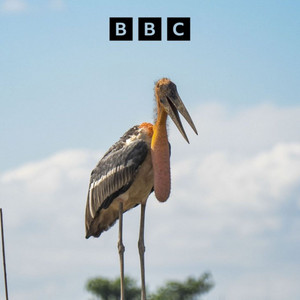 Podcast Cover